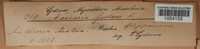 Splanchnonema foedans image